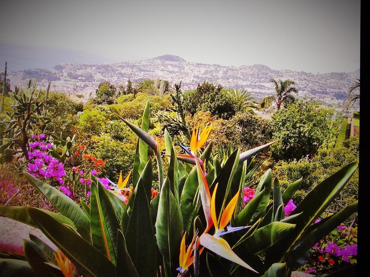 Apartment - The Historical Center Of Funchal In Alojamento Local المظهر الخارجي الصورة